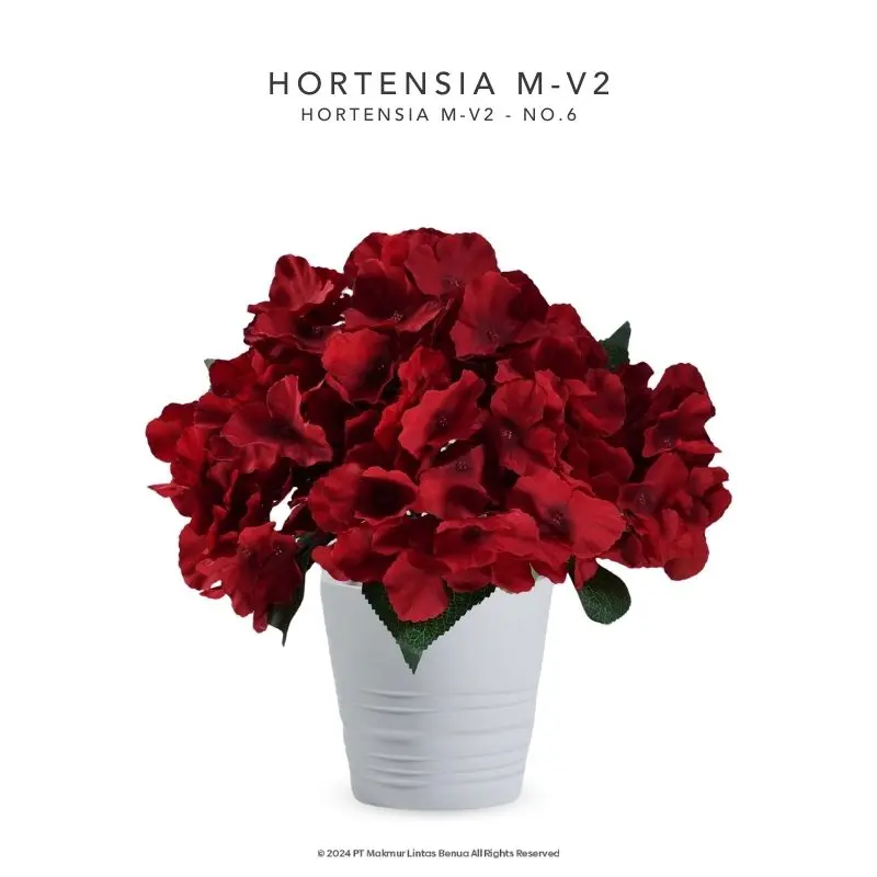 HORTENSIA M-V2 - No. 6