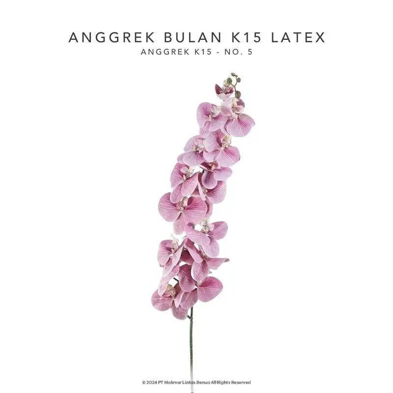 Anggrek Bulan K15 Latex - No. 5