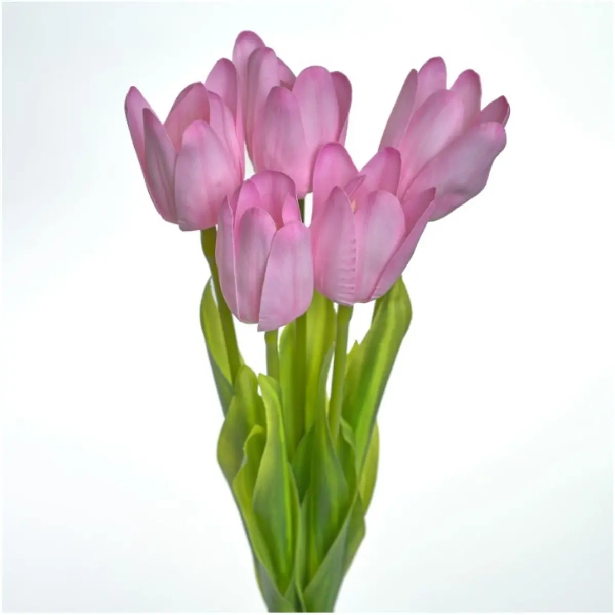 Tulip K5 (6)