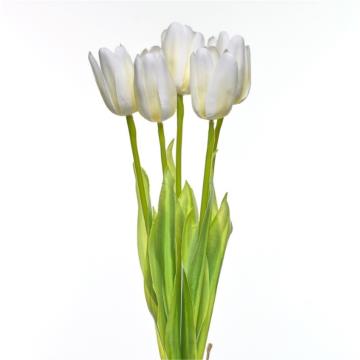 Tulip K5 (3)