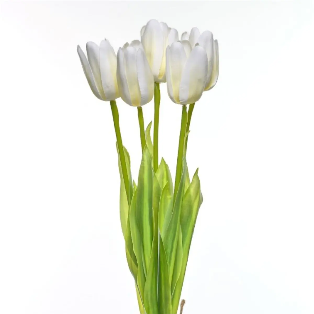 Tulip K5 (3)