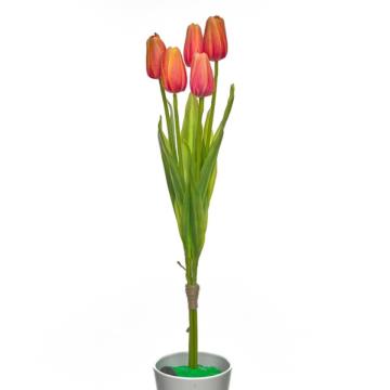 Tulip K5 (7)