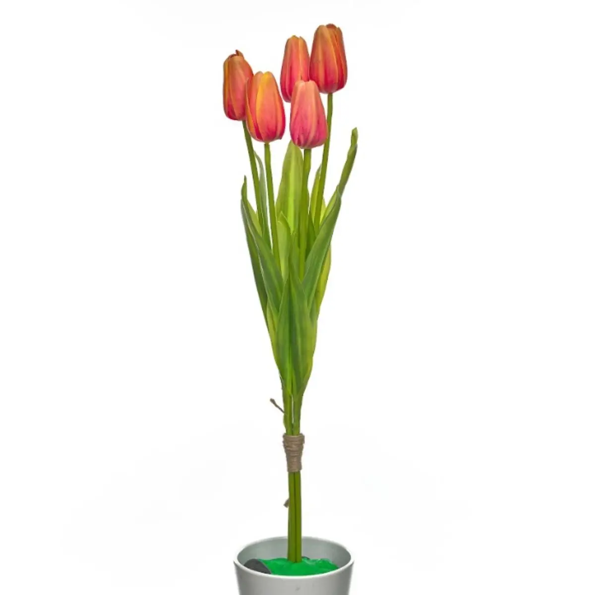 Tulip K5 (7)