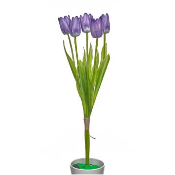Tulip K5 (9)