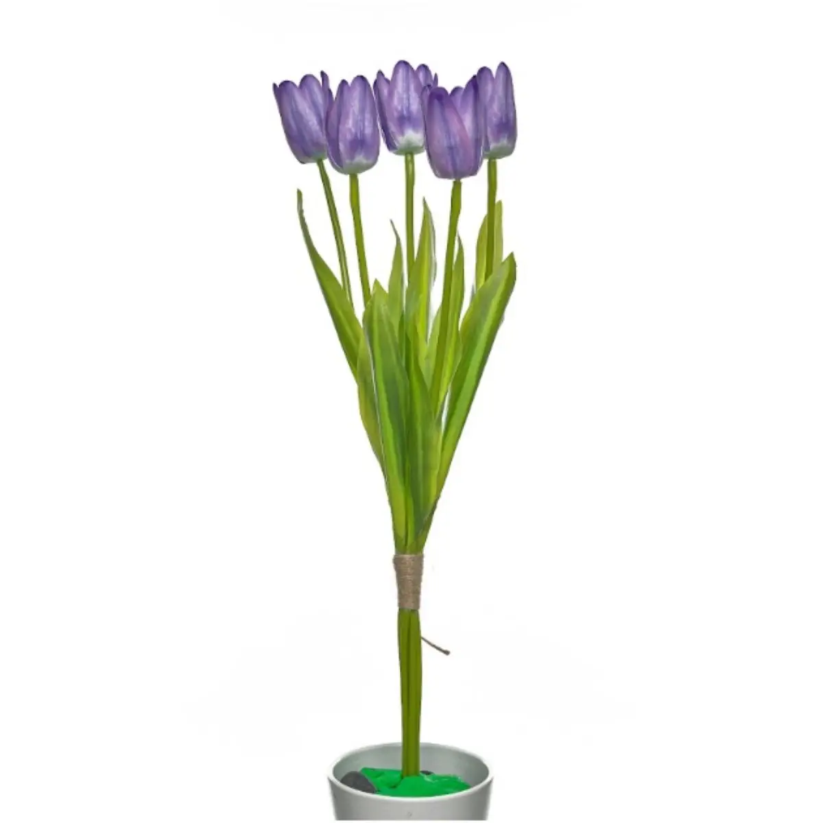 Tulip K5 (9)