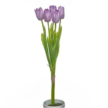 Tulip K5 (11)