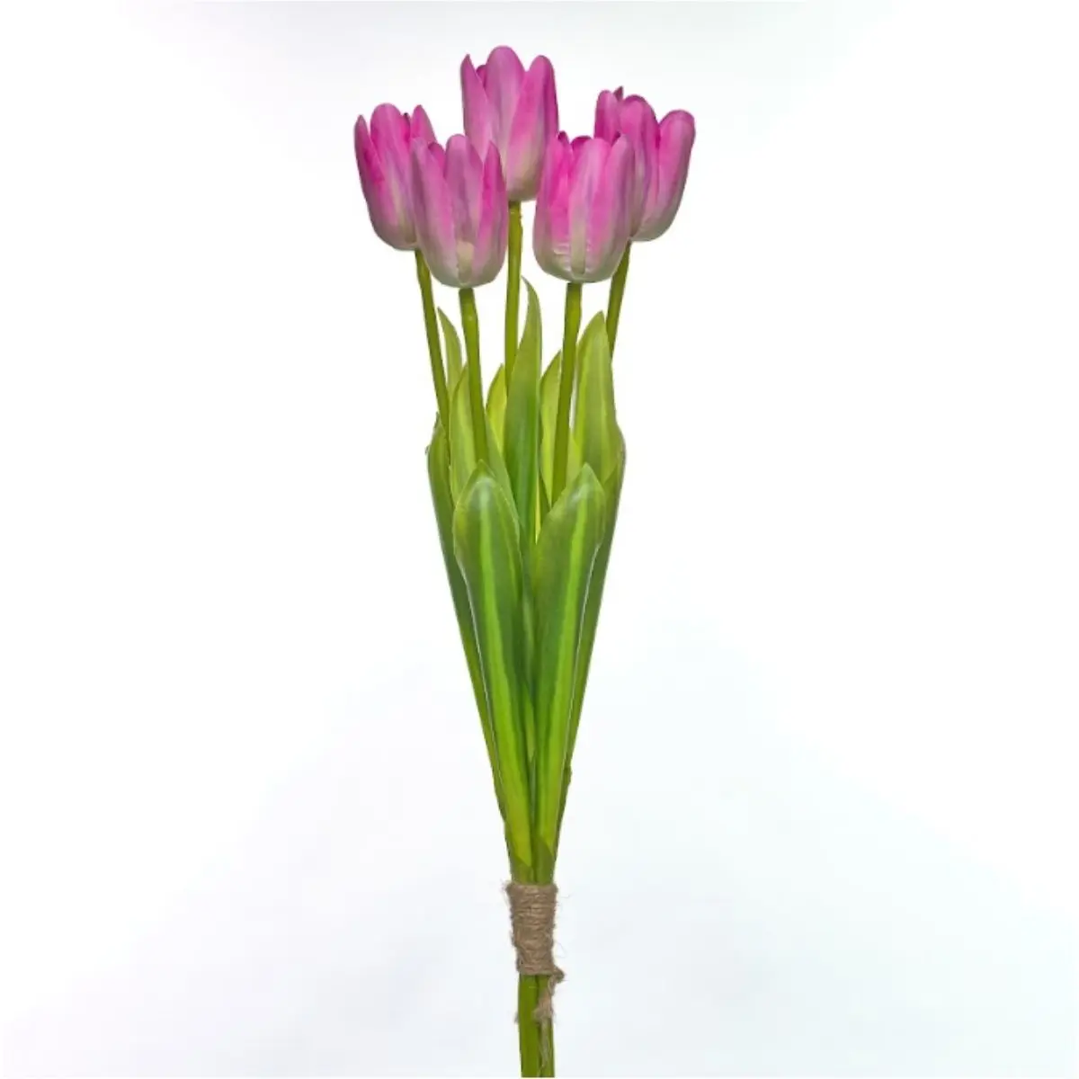 Tulip K5 (12)