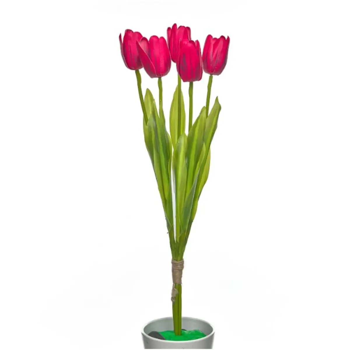 Tulip K5 (13)
