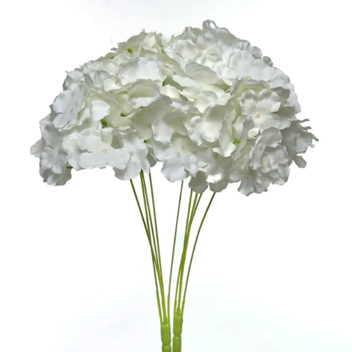 Hortensia HE (1)