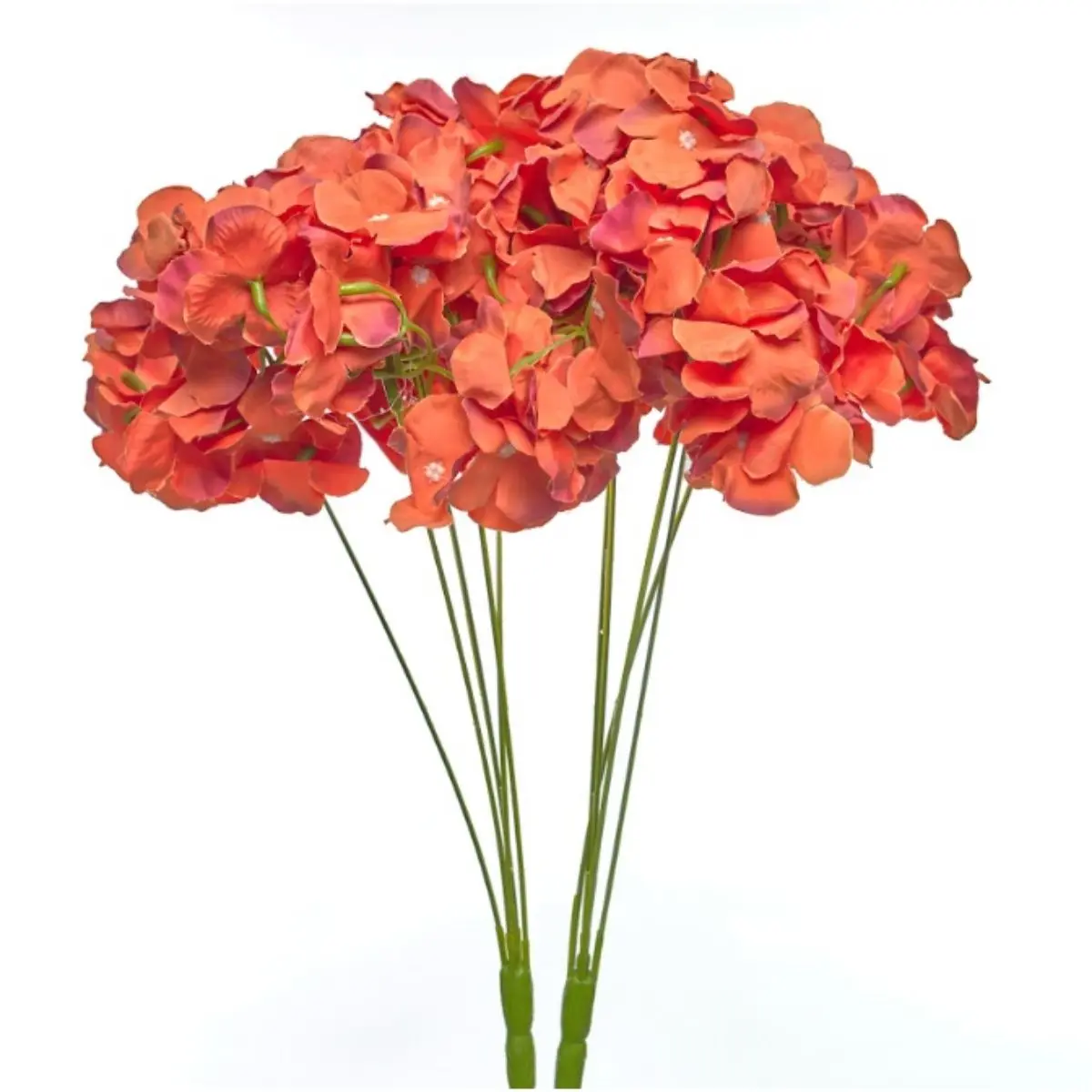 Hortensia HE (6)