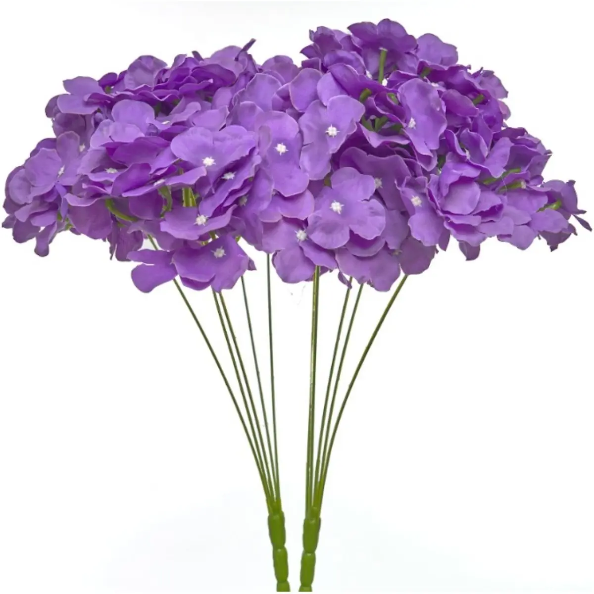 Hortensia HE (8)