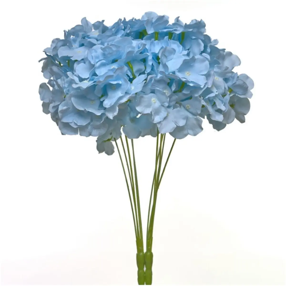 Hortensia HE (20)