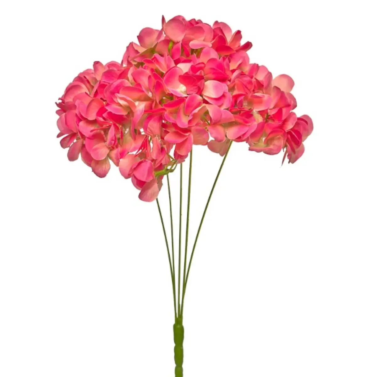 Hortensia HE (34)