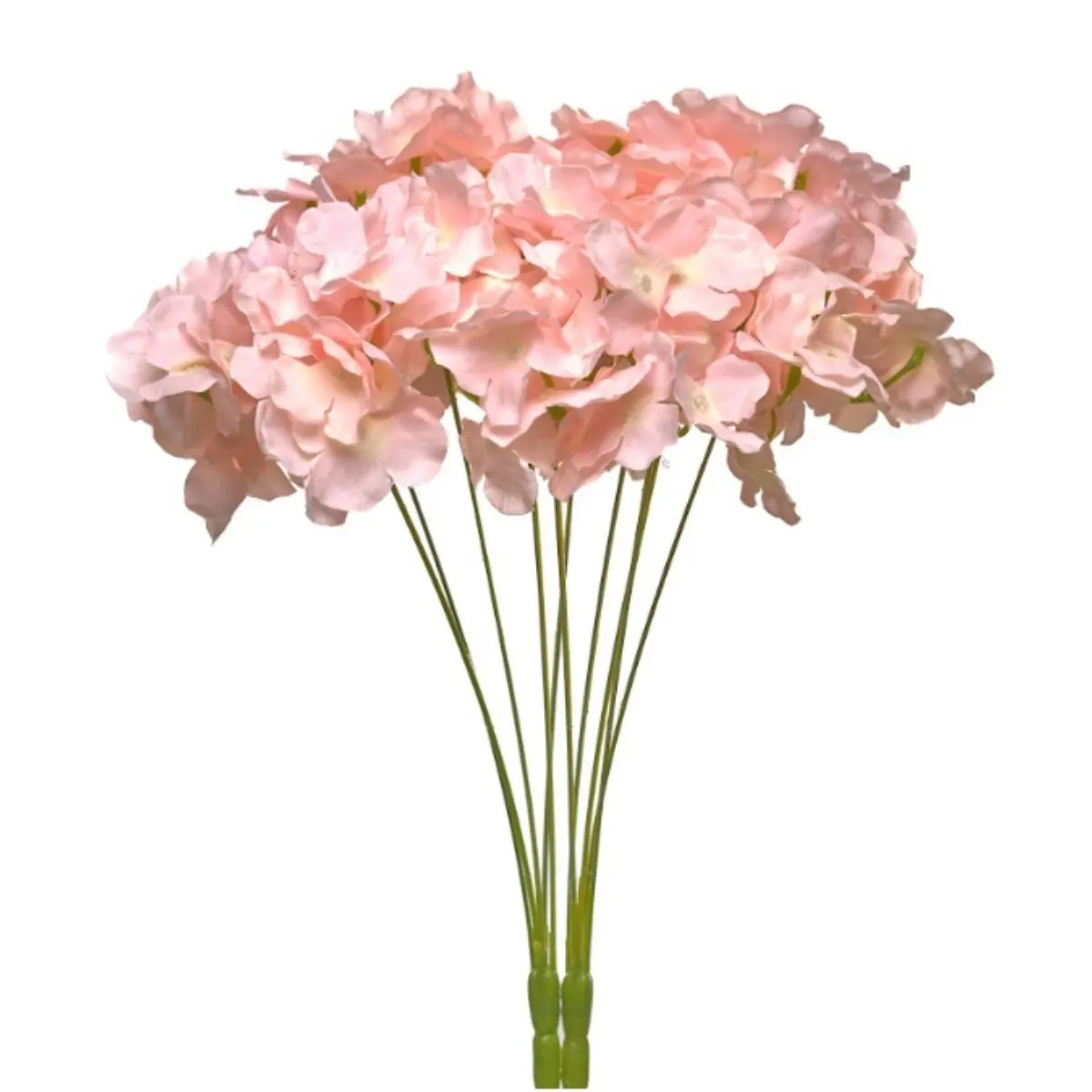 Hortensia HE (37)