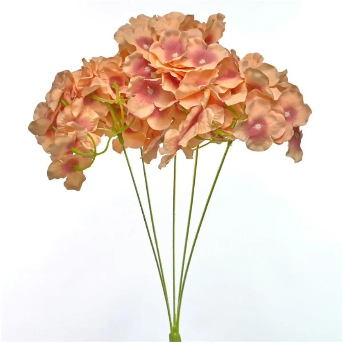 Hortensia HE K5 (41)