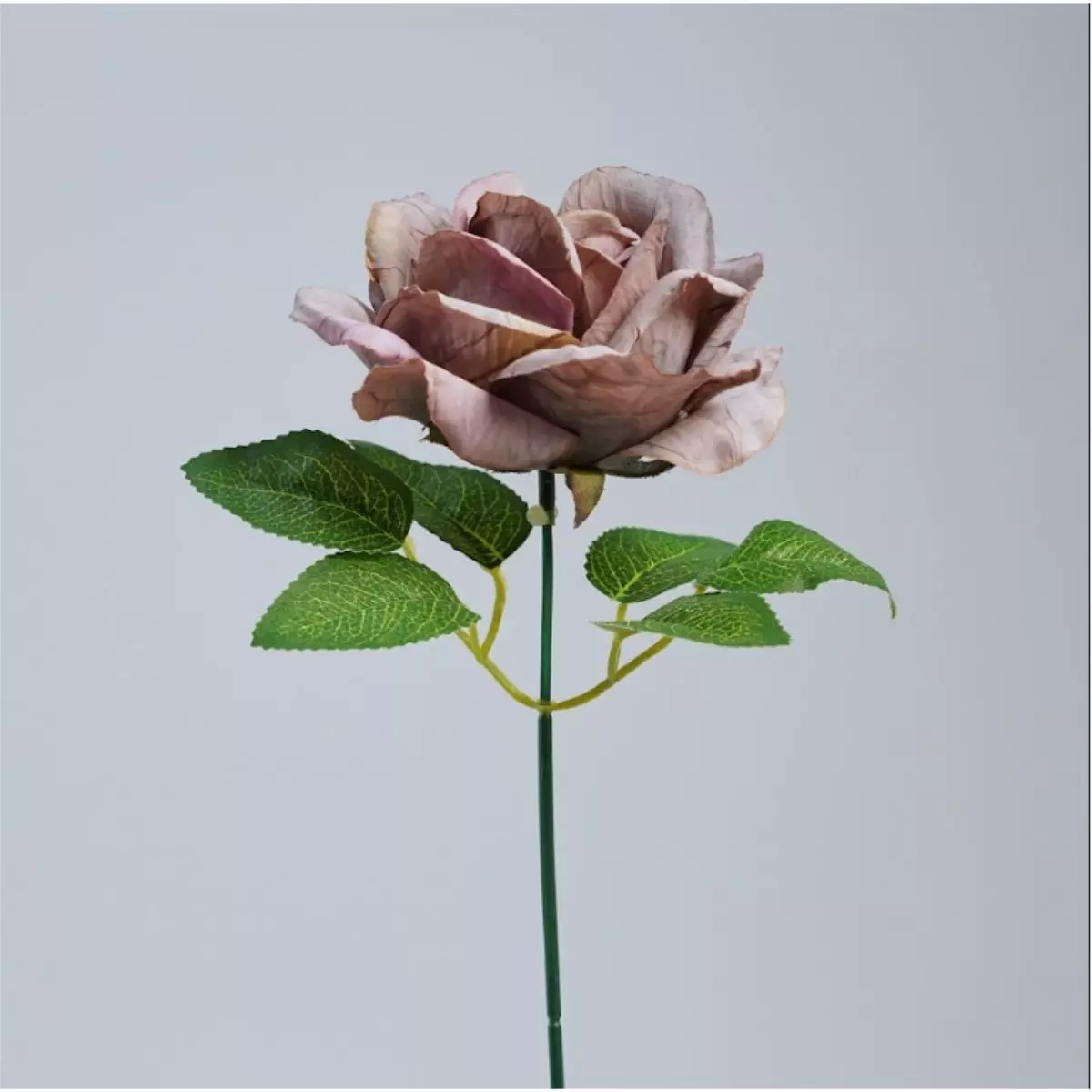 REAL ROSE JUMBO - Ungu
