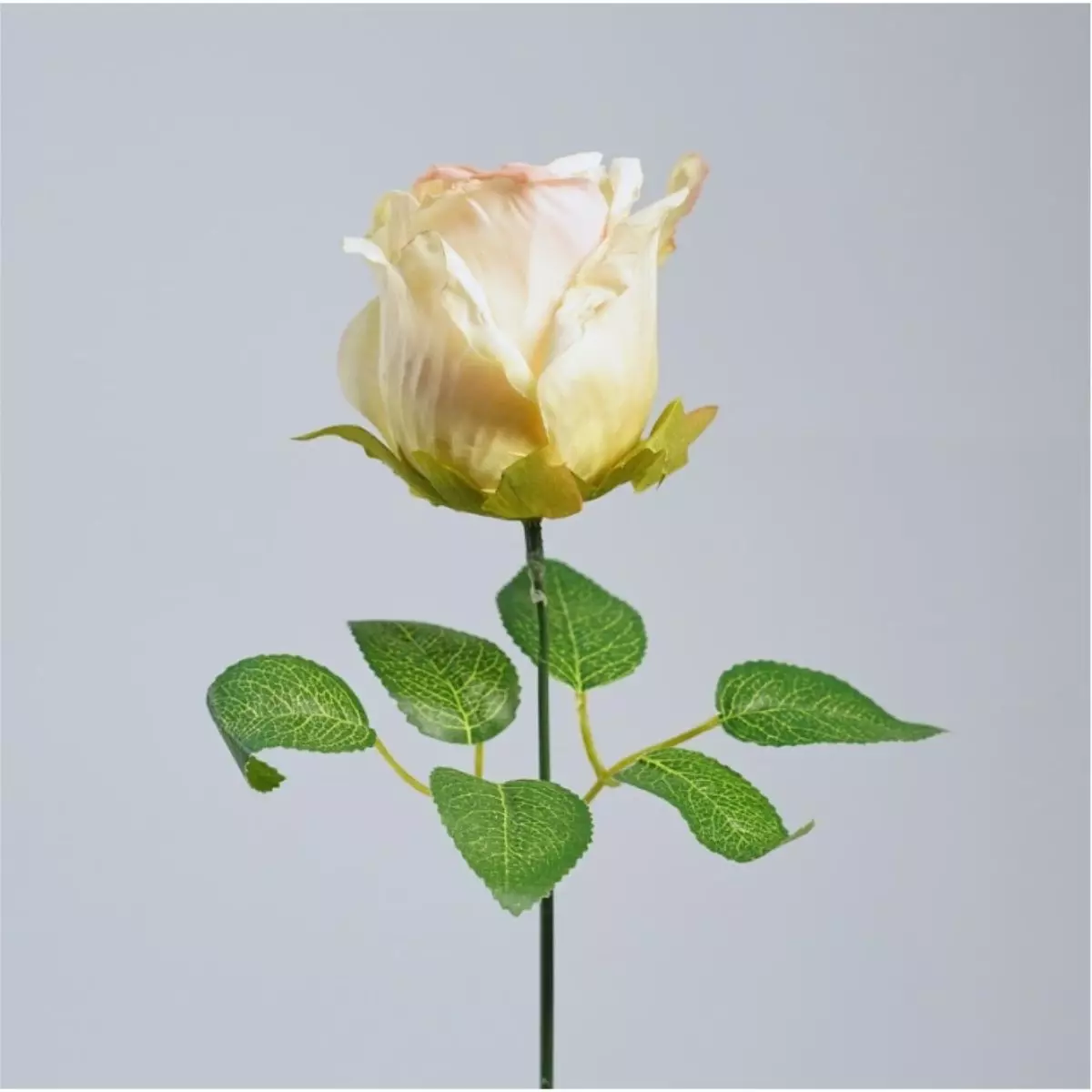Rose Vintage K1 (1)