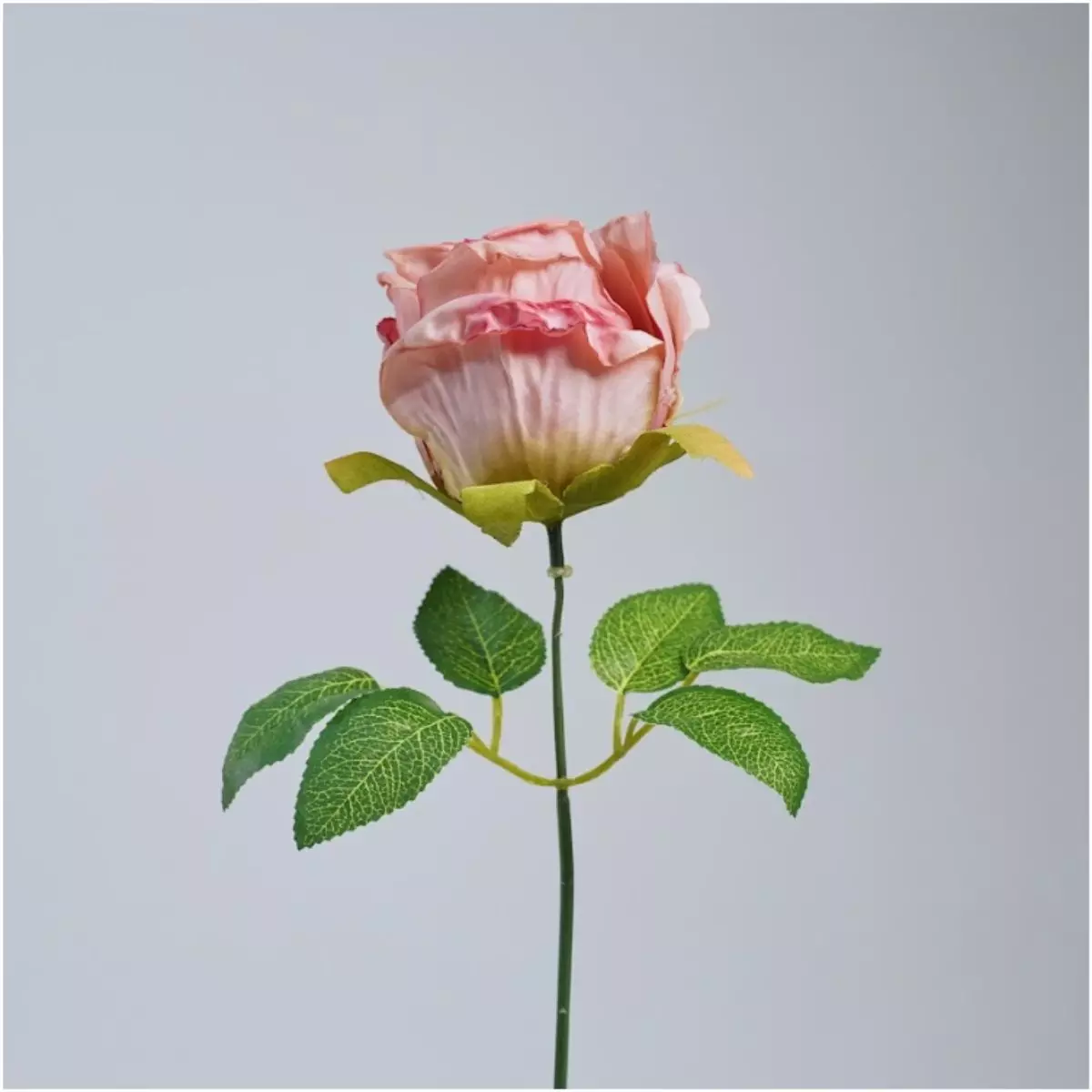 Rose Vintage K1 (3)