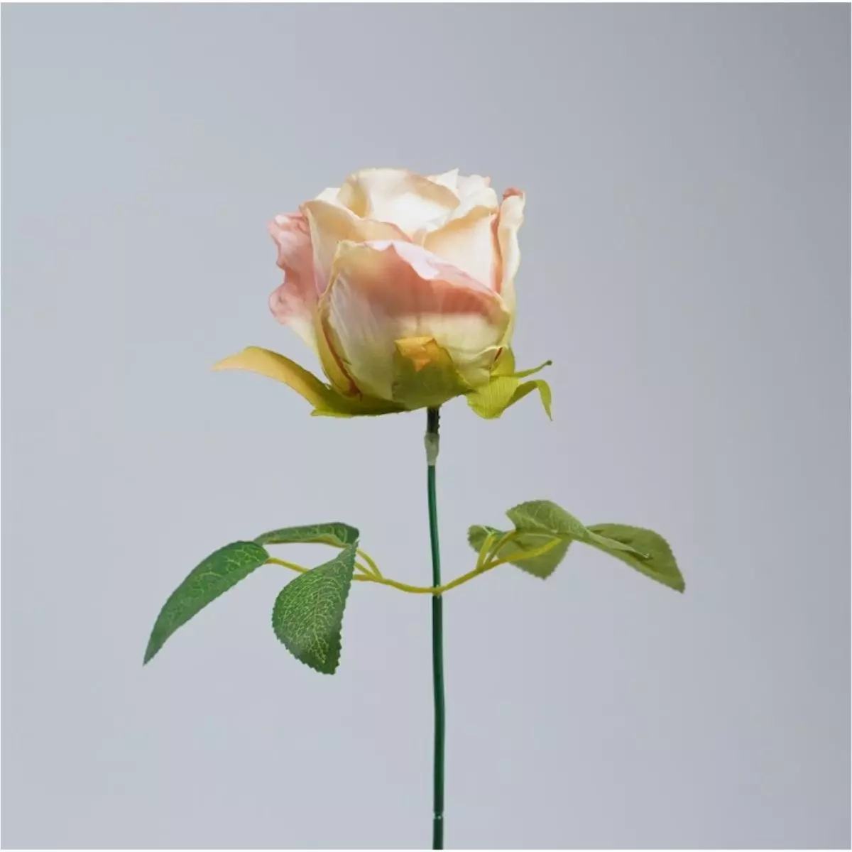 Rose Vintage K1 (4)