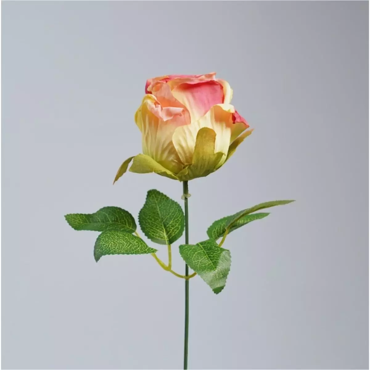 Rose Vintage K1 (6)