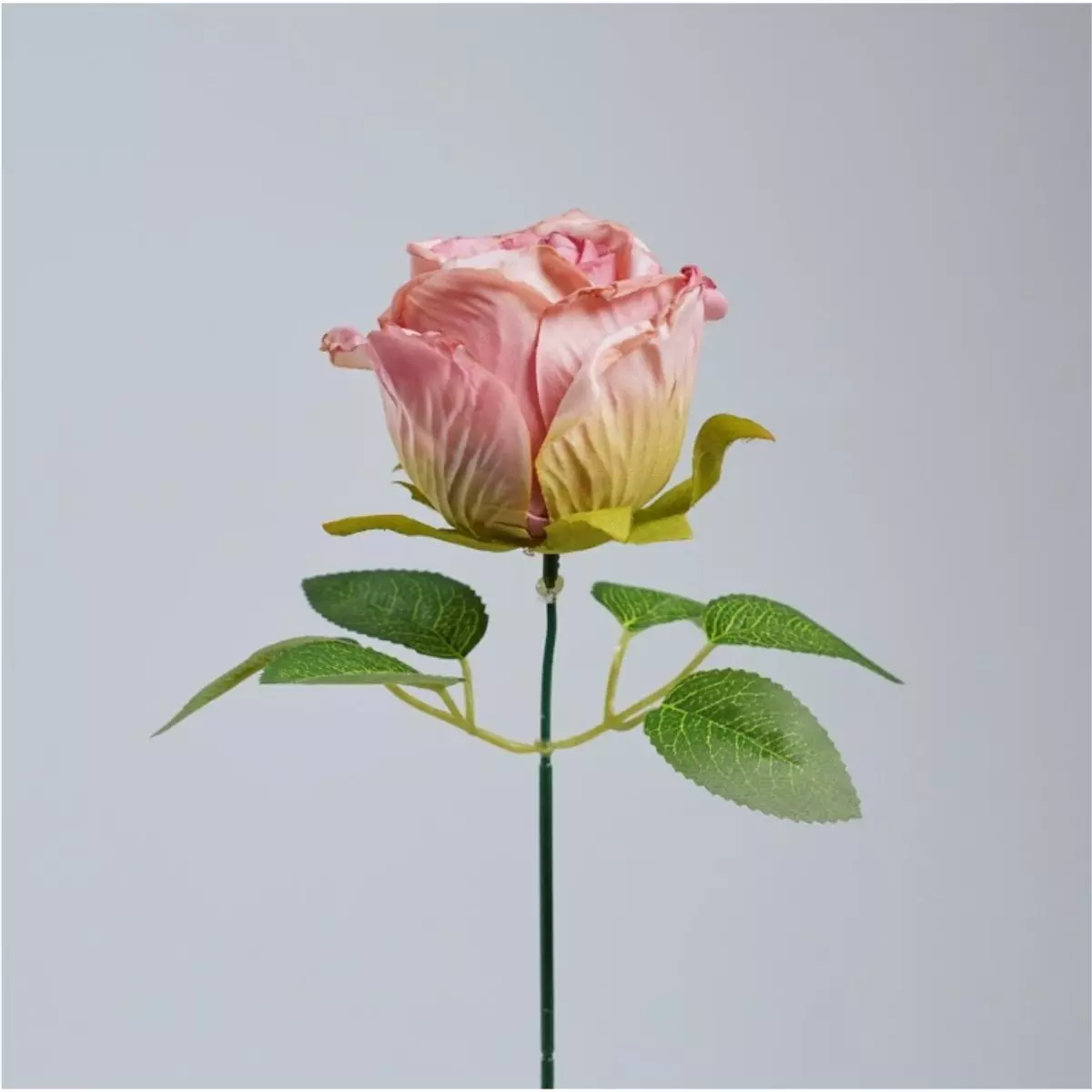 Rose Vintage K1 (7)