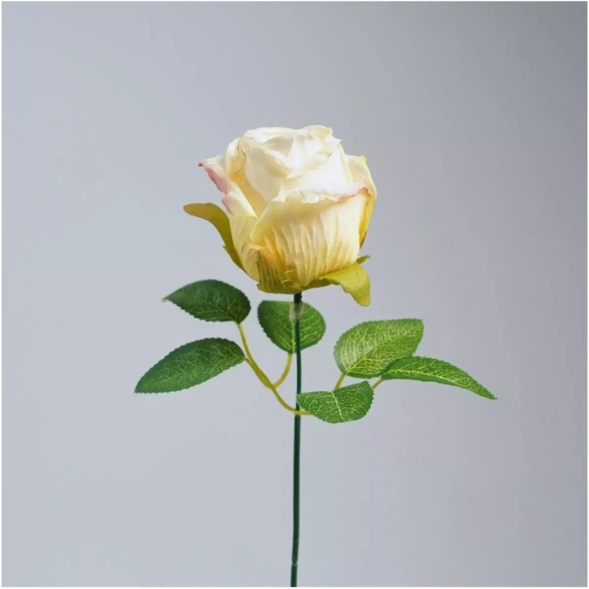 Rose Vintage K1 (8)
