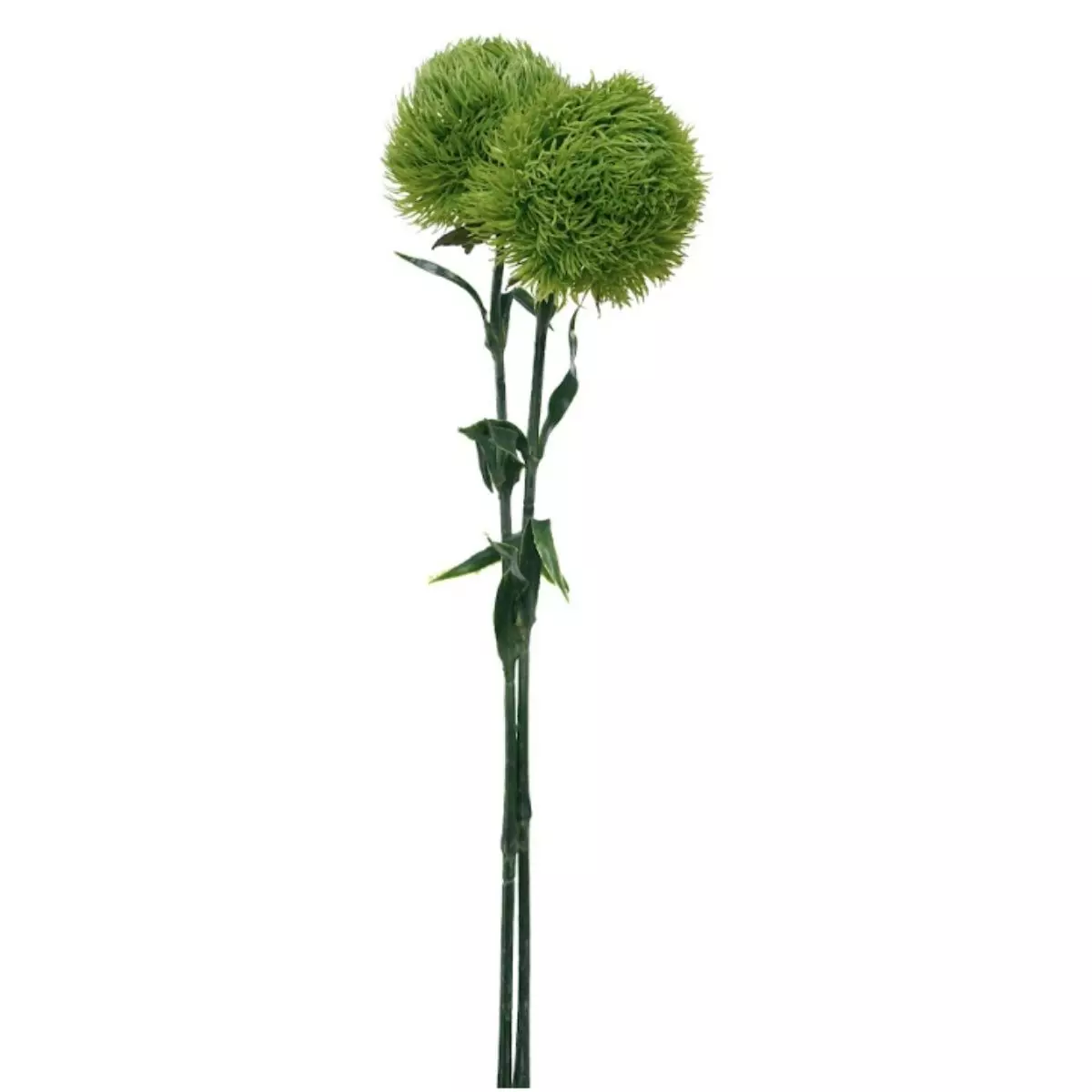 Dandelion Single - Hijau Muda