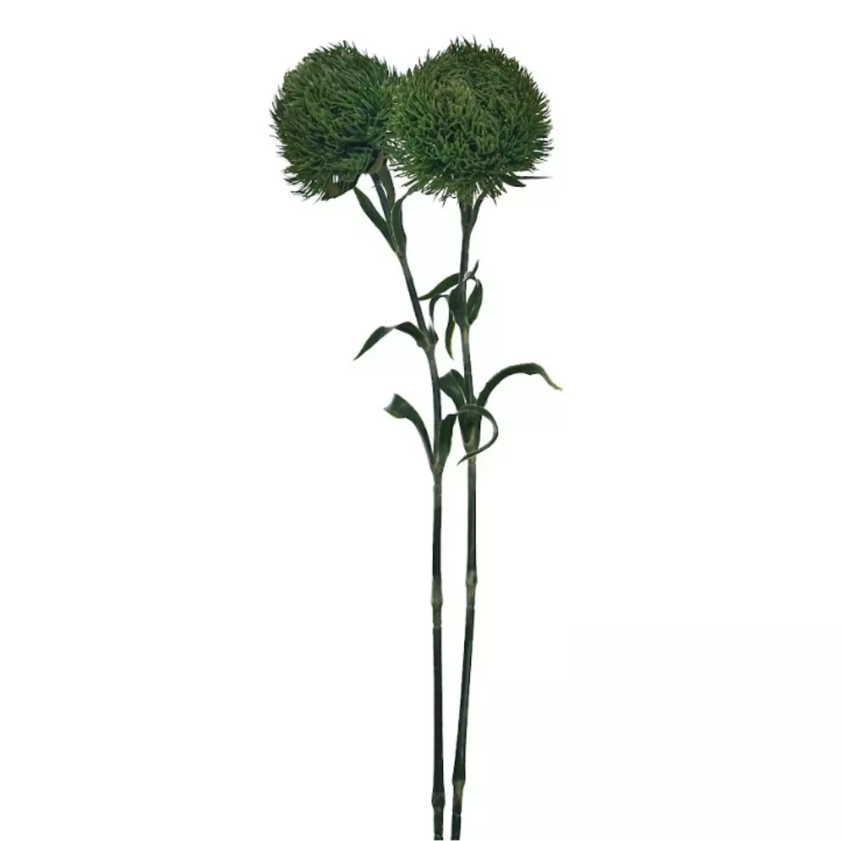 Dandelion Single - Hijau Tua