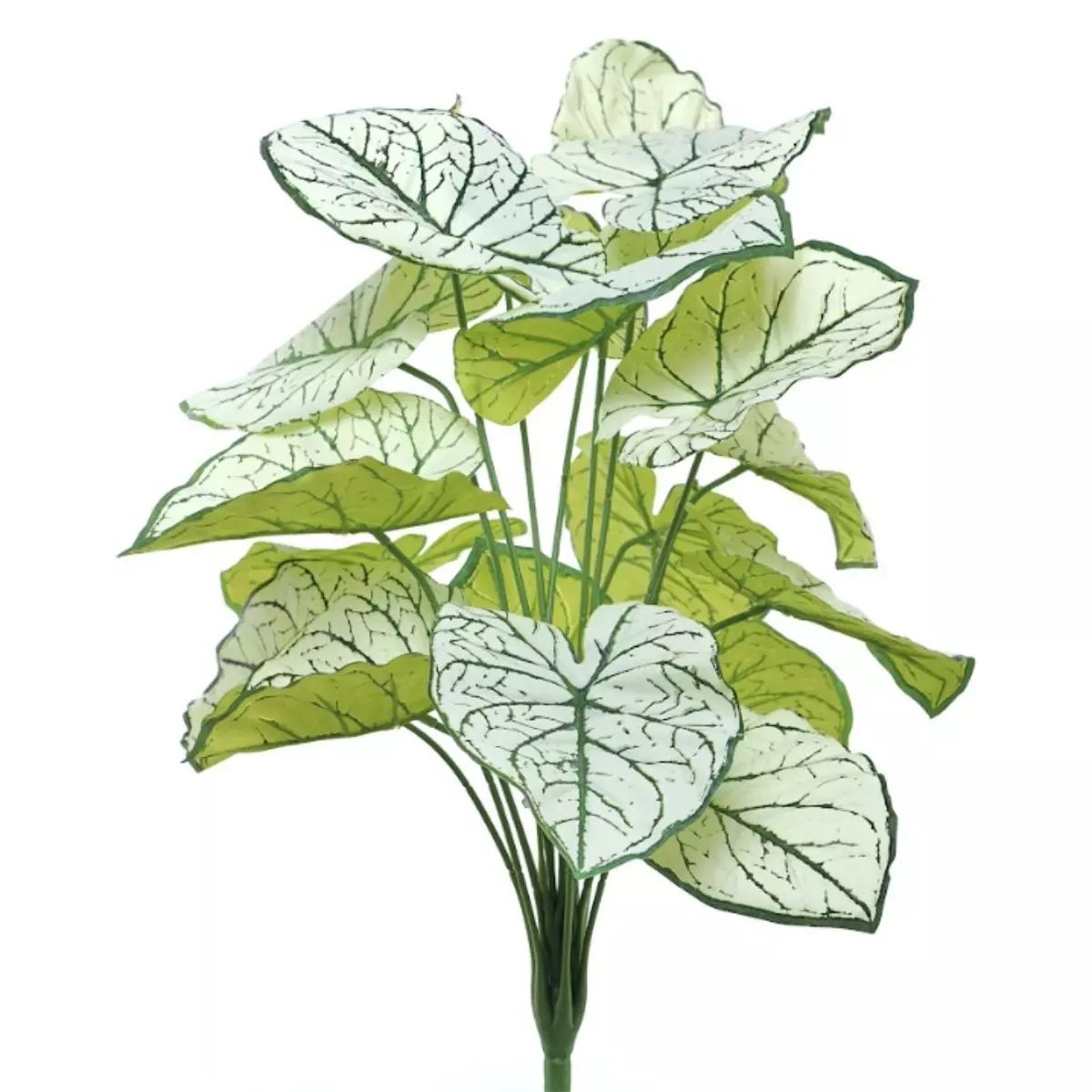Daun Taman K18  No. 2