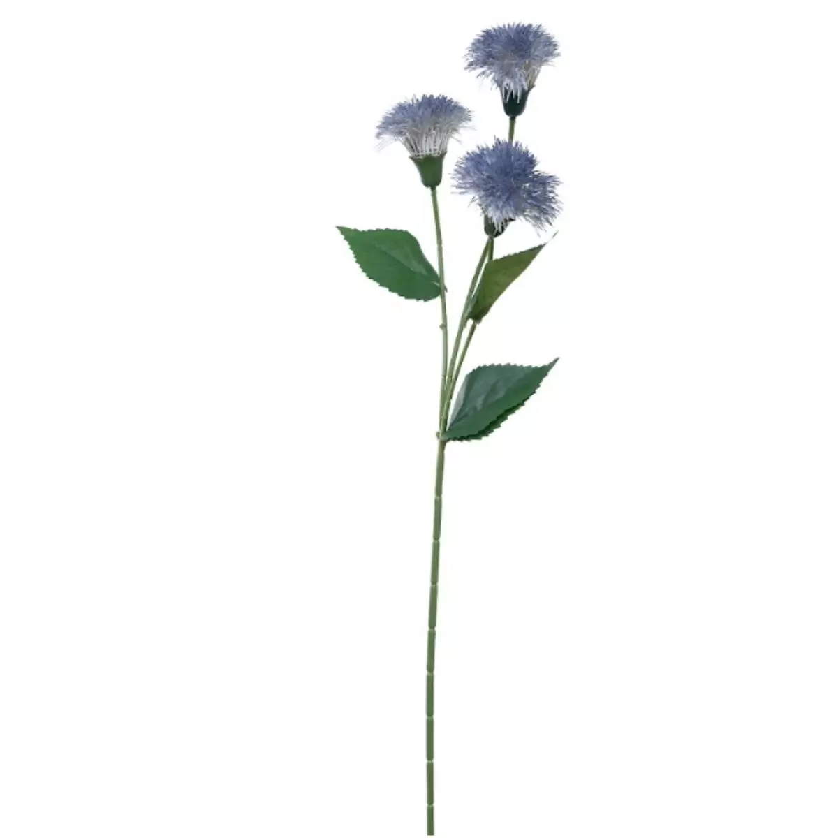 Dandelion Krisan - Biru