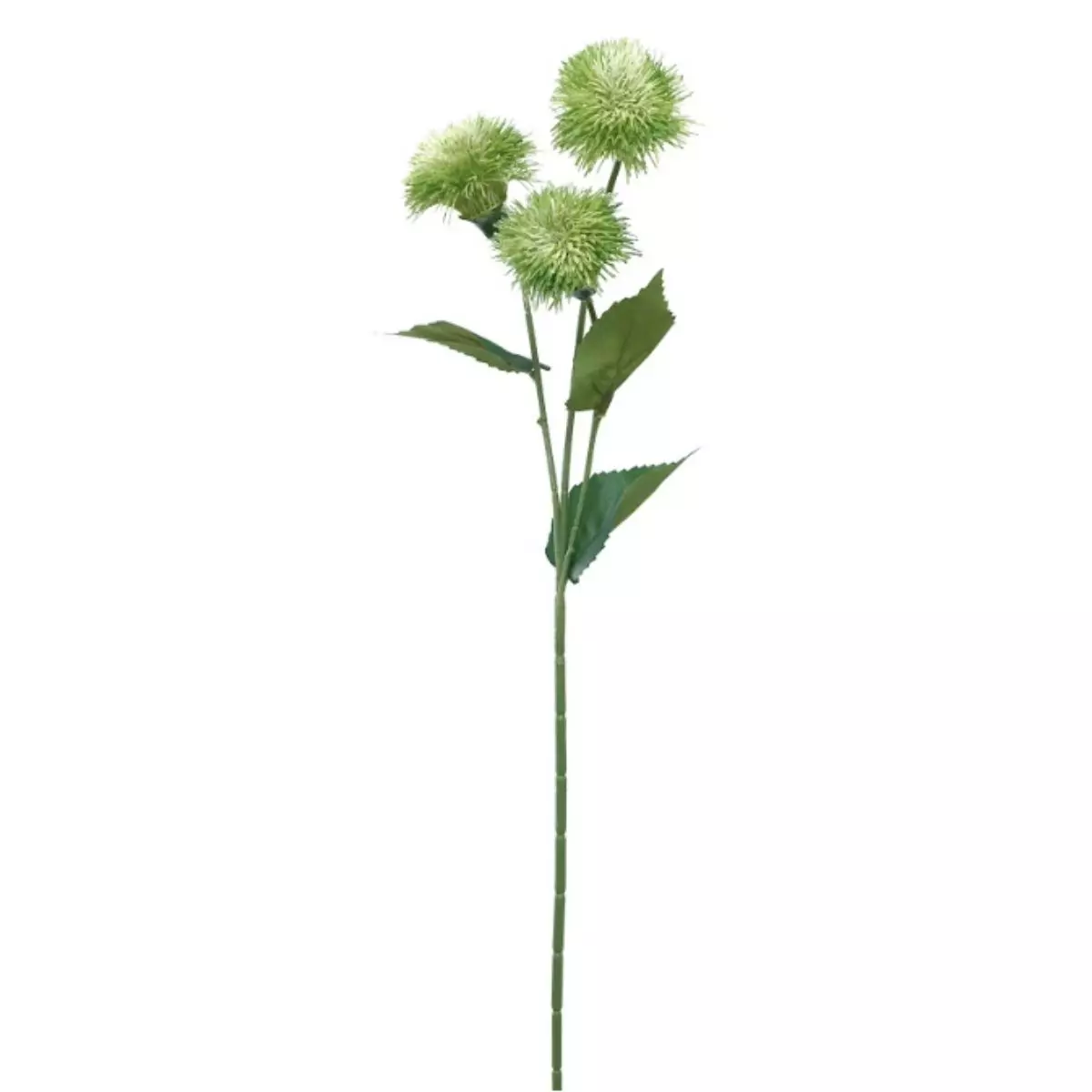 Dandelion Krisan - Hijau