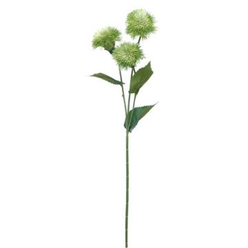 Dandelion Krisan - Hijau
