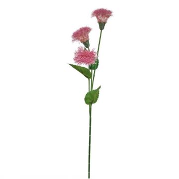 Dandelion Krisan - Pink