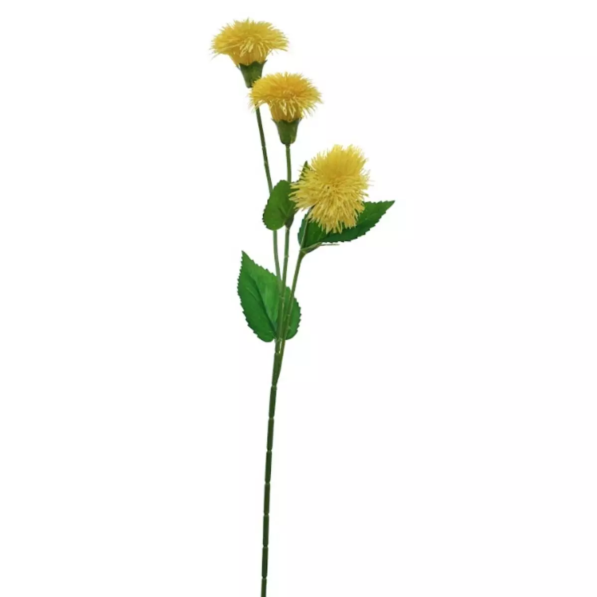 Dandelion Krisan - Kuning