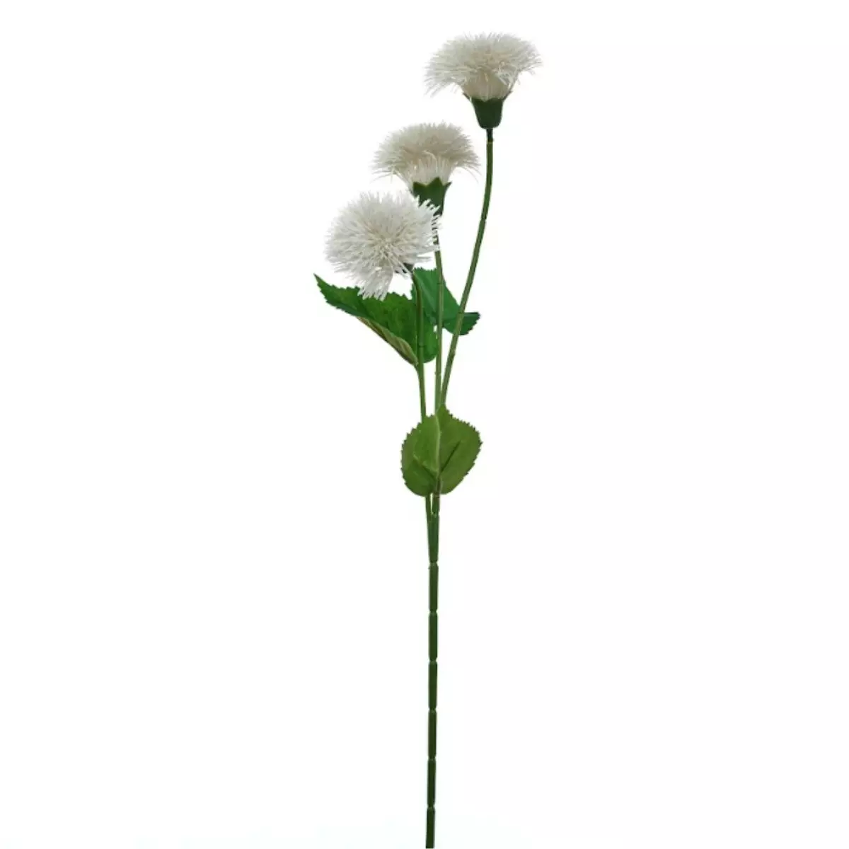 Dandelion Krisan - Putih